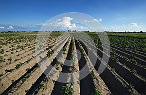 Plowed field with blue sky 2