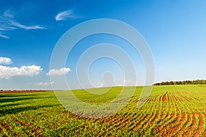 Plowed field and blue sky in sunset.
