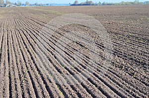 Plowed Field. Corn Field in the Spring.
