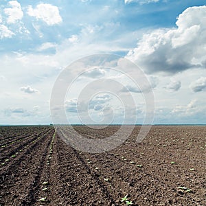 Plowed field and dramatic sky