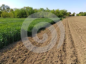 Plowed field with fertile land. Cornfield with wheat. Agricultural work on the ground. Rural landscape. Serbia