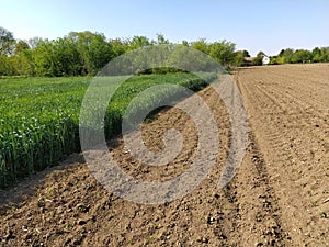 Plowed field with fertile land. Cornfield with wheat. Agricultural work on the ground. Rural landscape. Serbia, the Balkans