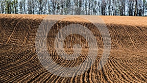 A plowed field on a hillside on the background of a row of trees on a spring sunny day.