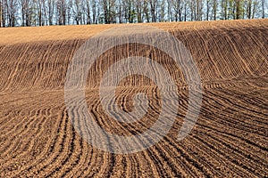 A plowed field on a hillside on the background of a row of trees on a spring sunny day.