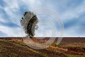 Plowed field, lonely tree in field in autumn