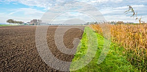 Plowed field next to maturing silage maize in autumn