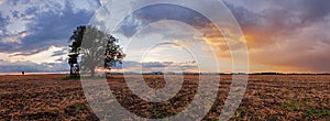 Plowed field Panorama with tree at sunset