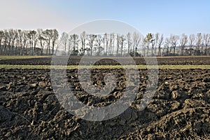 Plowed field with row of trees and blue sky