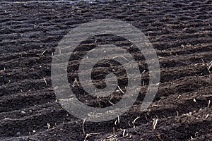 Plowed field in the spring. Agriculture, soil before sowing. Fertile land texture, rural field landscape