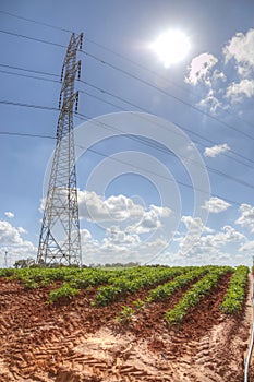 Plowed field in the sun with power pole