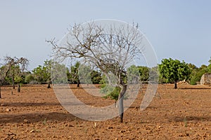 Plowed field with trees in rural landscape in Mallorca
