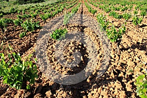 Plowed field, vineyard landscape.