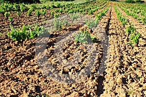 Plowed field, vineyard landscape.