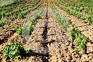 Plowed field, vineyard landscape.