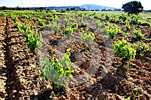 Plowed field, vineyard landscape.