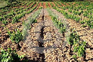 Plowed field, vineyard landscape.