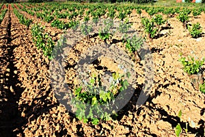 Plowed field, vineyard landscape.