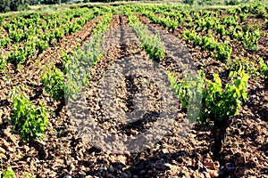 Plowed field, vineyard landscape.