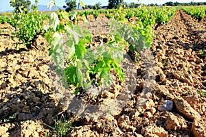 Plowed field, vineyard landscape.