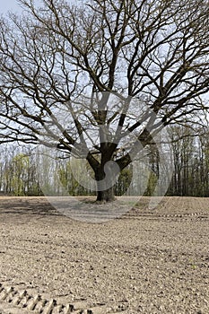 a plowed field on which a lone oak tree grows