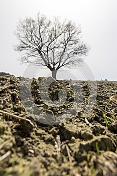 a plowed field on which a lone oak tree grows