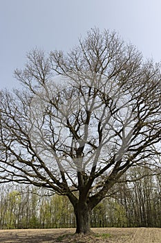 a plowed field on which a lone oak tree grows