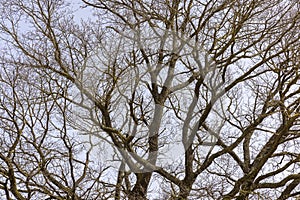 a plowed field on which a lone oak tree grows