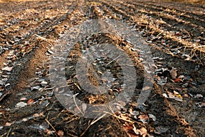 Plowed field before winter, brown earth