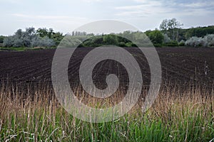Plowed Agricultural Field with Seedlings and Forest Background â Spring Rural Landscape photo