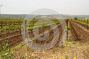 Plowed furrows in Hanadiv valley, Israel