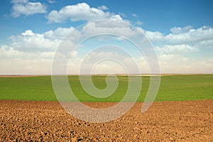 Plowed and green wheat field