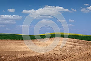 Plowed and green wheat field in spring