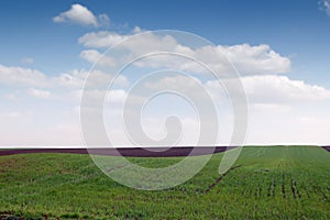 Plowed and green wheat fields in spring