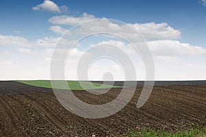 Plowed and green wheat fields in spring