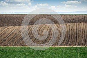 Plowed and green wheat fields in spring landscape