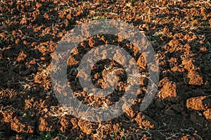 Plowed ground and bushes in a farm