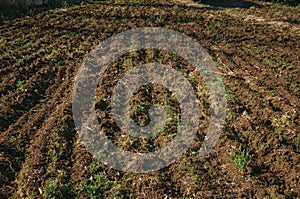 Plowed ground and bushes in a farm