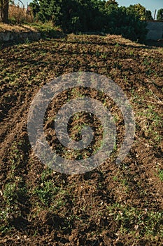 Plowed ground and bushes in a farm