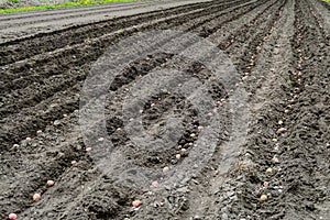 Plowed and potato-sown rows in chernozem soil photo