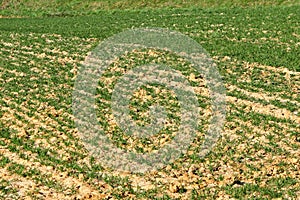 Plowed spring field with sprouted green wheat. Agroindustrial economy. Agricultural sector of the economy. Strategic natural resou