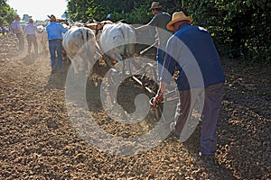 Plowing with bullocks