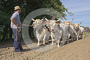 Plowing with bullocks