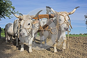 Plowing with bullocks