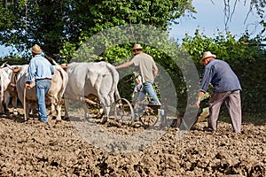 Plowing with bullocks