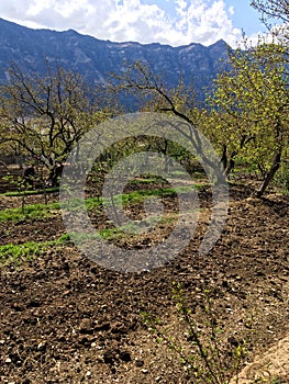 Plowing garden with large trees. Springtime plowing the field. in the distance, the farmer and the horse plow the farmers field