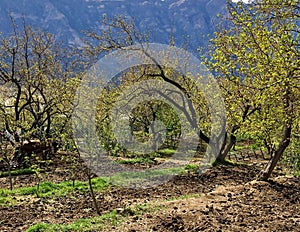 Plowing garden with large trees. Springtime plowing the field. in the distance, the farmer and the horse plow the farmers field