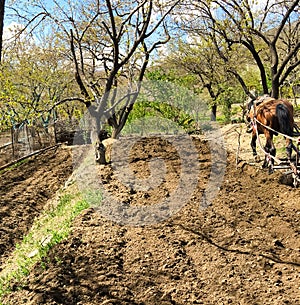 Plowing garden with large trees. Springtime plowing the field. in the distance, the farmer and the horse plow the farmers field