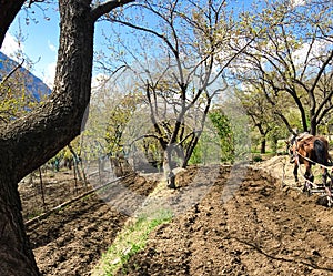 Plowing garden with large trees. Springtime plowing the field. in the distance, the farmer and the horse plow the farmers field