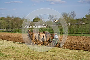 Plowing with horses