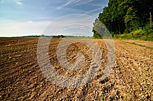 Plown field along a forest under a blue sky